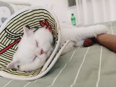 -派美特宠物医院·核磁CT·骨科肿瘤·疑难转诊(沈农禾丰店)