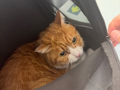 -瑞派·关忠动物医院·猫专科·犬专科(三环新城店)
