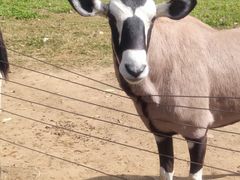 -大连森林动物园