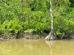 -东寨港红树林旅游区