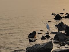 -深圳湾公园(南山区)