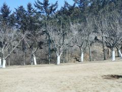 -棒棰岛宾馆景区