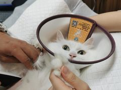 -御宝贝24h宠物医院·转诊中心·CT核磁血透中心(厦门总院)