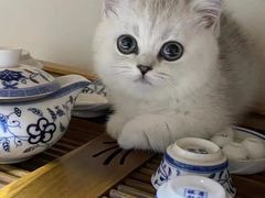 -猫十亿·布偶金渐层·曼基康矮脚猫舍(青年路店)
