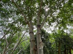 -中国科学院西双版纳热带植物园