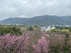 -香雪海