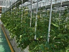 -兰陵国家农业公园