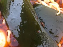 -宋八戒手工板面(车站路店)