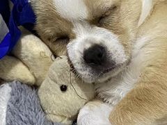 -美联众合宠物医院·爱萌分院·内外科·猫科中心