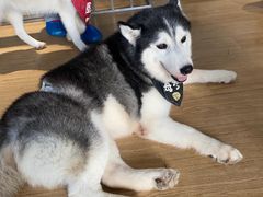 -Husky Go! 哈士奇体验馆·宠物咖啡厅狗咖