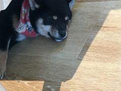 -柴犬小屋·柴餐厅·狗咖食堂(金鼎广场店)