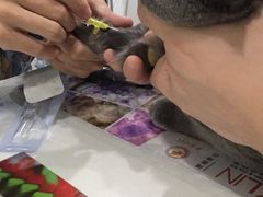 -伟伟宠物医院·CT影像中心·瑞派犬猫综合性门诊(汉口总院)