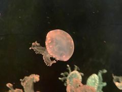 -欢乐海岸海洋奇梦馆