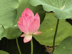 -中山市树木园