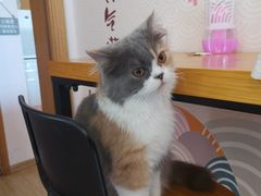 -Sweet cat·星愿猫咖(国贸大厦店)