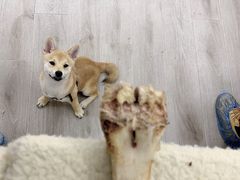 -浣熊柯尔鸭土拨鼠·电玩咖