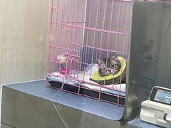 -特一安24小时宠物医院·骨科·中兽医