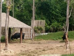 -清迈夜间动物园