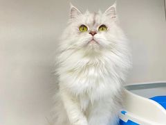 -lincat·猫舍(广州店)