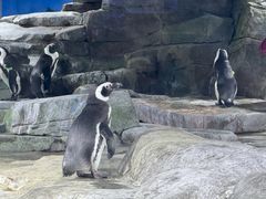 -上海海昌海洋公园