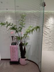 -碧莲盛·脱发养发中心