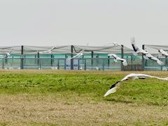 -盐城丹顶鹤湿地生态旅游区