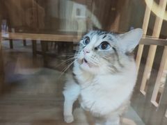 -白兔子密室(长寿路店)