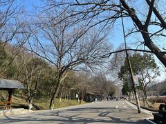 -南京老山国家森林公园