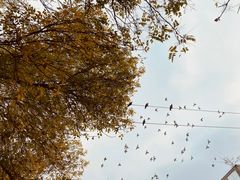 -VOYAGE COFFEE(北锣鼓巷店)