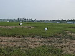 -盐城丹顶鹤湿地生态旅游区