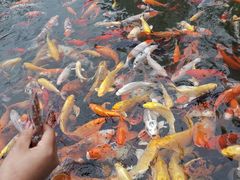 -温江公园