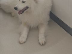 -共舞时光猫咖·狗咖(新街口店)