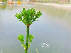 -泰州凤城河风景区-泰山公园