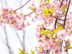 -顾村公园