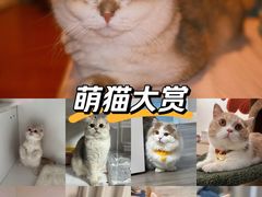 -Bastet sally猫舍购宠(静安店)