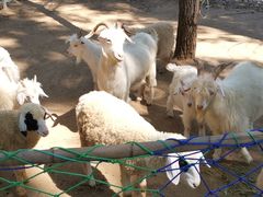 -紫海香堤香草艺术庄园