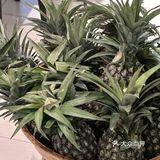 哇！别看是在景区，这家菜品真的用心🍃 