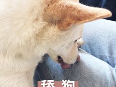 -柴犬高等学院·狗咖·柴犬售卖·宠物训练