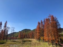 -广州市石门国家森林公园