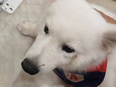 -共舞时光猫咖·狗咖(新街口店)