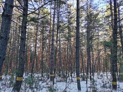 -帽儿山国家森林公园