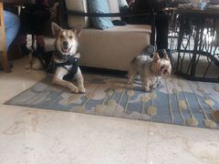 -上海崇明金茂凯悦酒店