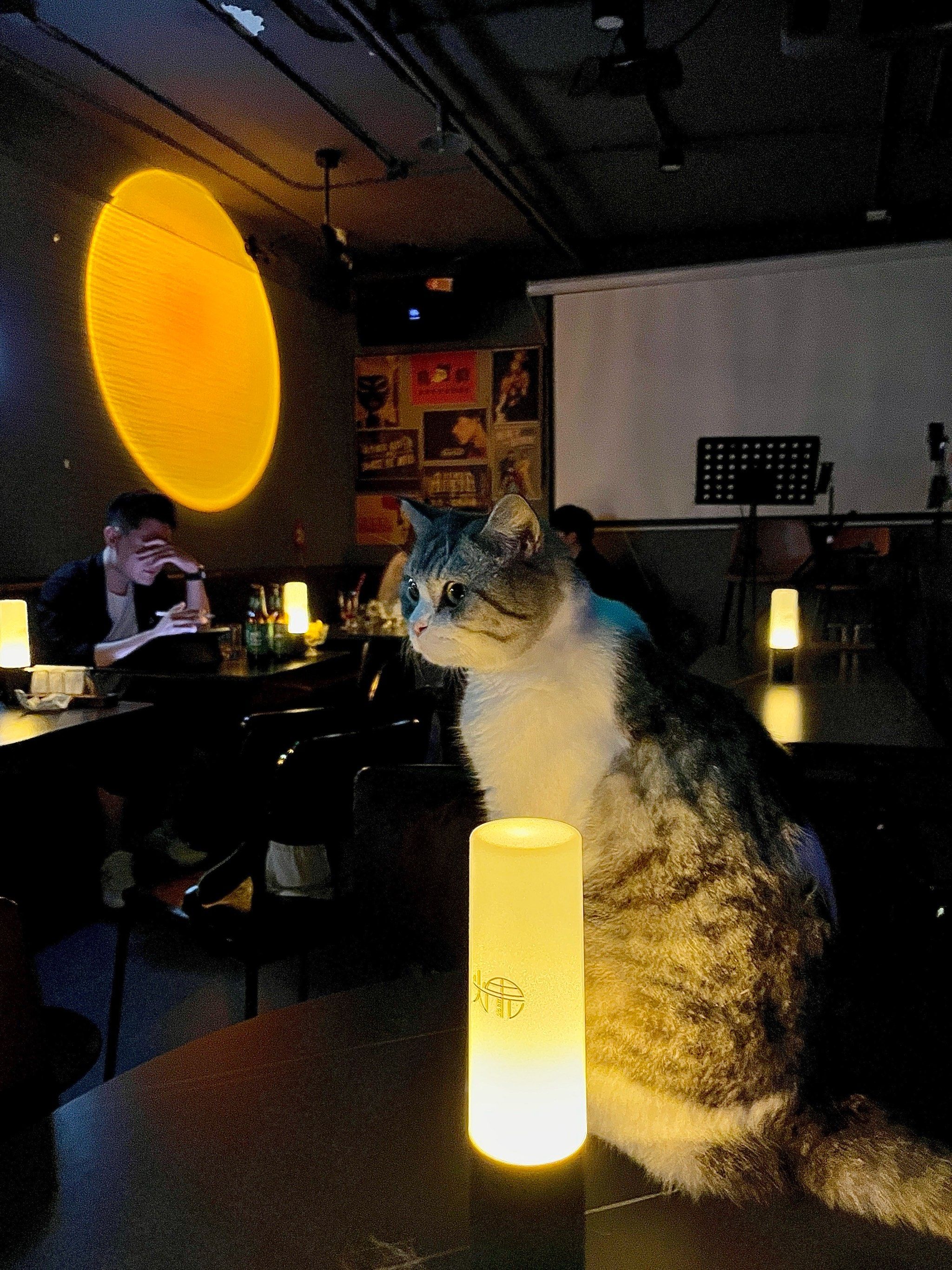 五道口猫咪坐镇的酒吧!还有谁不知道!