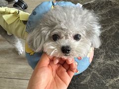 -瑞派宠物医院·犬猫全科·猫友好(宾水西道店)