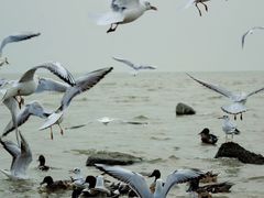 -深圳湾公园(南山区)