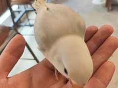-吉丁鸟咖·异宠·寄养