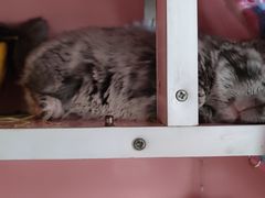 -菲尔斯特宠物医院