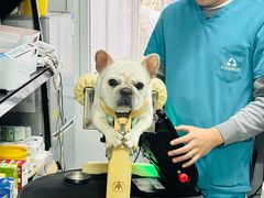 -西安京西宠物医院·瘫痪·疑难杂症