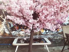 -柴犬高等学院·狗咖·柴犬售卖·宠物训练