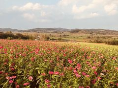 -莲花山花海